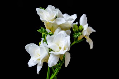 Siyah arkaplanda frezya çiçeklerini kapat