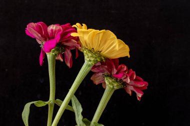 Karanlık arka planda güzel zinnia çiçekleri, yaz konsepti, yakın görüş