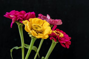 Karanlık arka planda güzel zinnia çiçekleri, yaz konsepti, yakın görüş