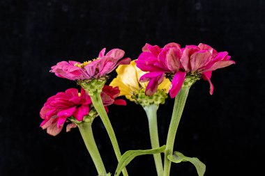 Karanlık arka planda güzel zinnia çiçekleri, yaz konsepti, yakın görüş