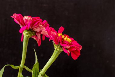 Karanlık arka planda güzel zinnia çiçekleri, yaz konsepti, yakın görüş