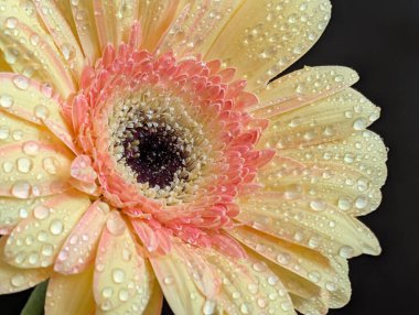 Güzel sarı gerbera çiçeğini kapat.