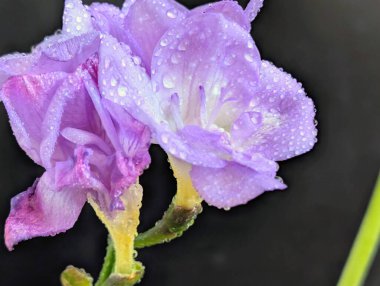 Mor Eustoma çiçeklerini kapat