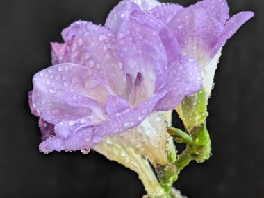 Mor Eustoma çiçeklerini kapat