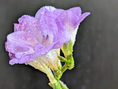 Mor Eustoma çiçeklerini kapat