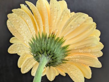 Güzel sarı gerbera çiçeğini kapat.