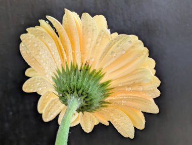 Güzel sarı gerbera çiçeğini kapat.