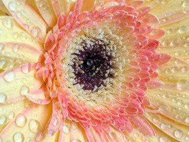 Güzel sarı gerbera çiçeğini kapat.