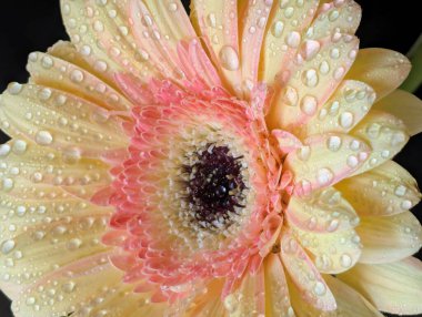 Güzel sarı gerbera çiçeğini kapat.