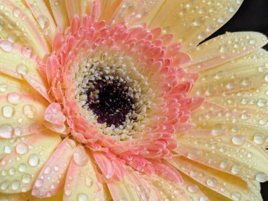 Güzel sarı gerbera çiçeğini kapat.