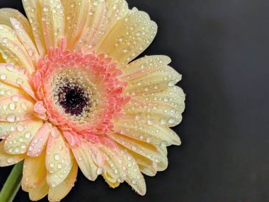 Güzel sarı gerbera çiçeğini kapat.