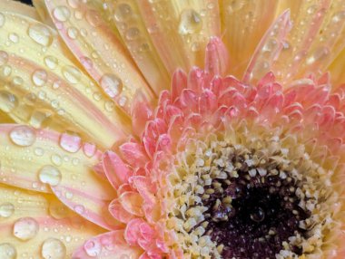 Güzel sarı gerbera çiçeğini kapat.