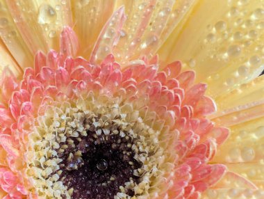 Güzel sarı gerbera çiçeğini kapat.