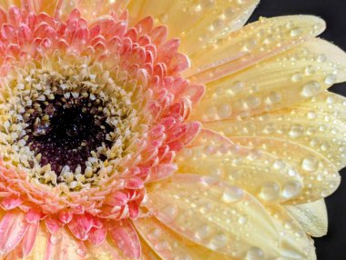 Güzel sarı gerbera çiçeğini kapat.