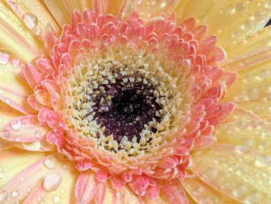 Güzel sarı gerbera çiçeğini kapat.