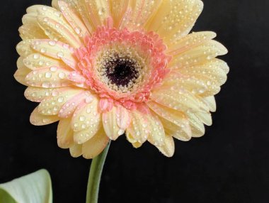 Güzel sarı gerbera çiçeğini kapat.