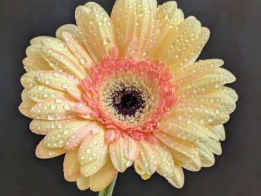 Güzel sarı gerbera çiçeğini kapat.