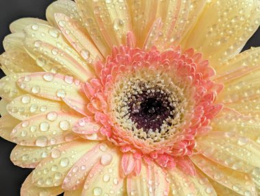 Güzel sarı gerbera çiçeğini kapat.