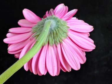 Siyah arka planda güzel Gerbera çiçeği