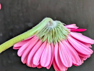 Siyah arka planda güzel Gerbera çiçeği