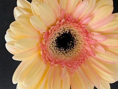 Siyah arka planda güzel Gerbera çiçeği