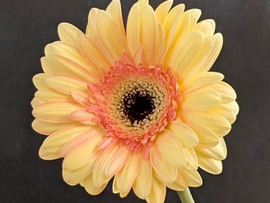 Siyah arka planda güzel Gerbera çiçeği