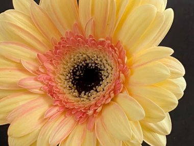 Siyah arka planda güzel Gerbera çiçeği