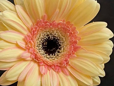 Siyah arka planda güzel Gerbera çiçeği