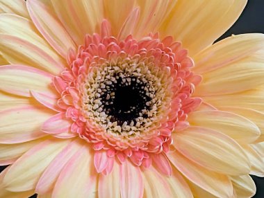 Siyah arka planda güzel Gerbera çiçeği