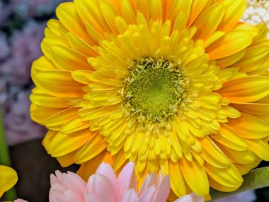 Siyah arka planda güzel Gerbera çiçeği