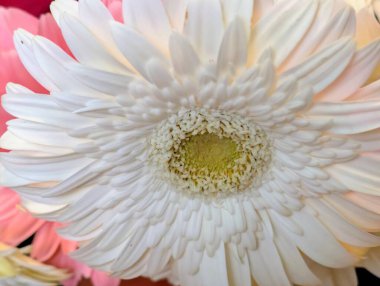 Siyah arka planda güzel Gerbera çiçeği