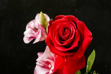 Siyah arkaplanda frezya ve gül çiçekleri