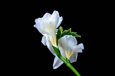 Frezya beyaz çiçekleri kapanıyor