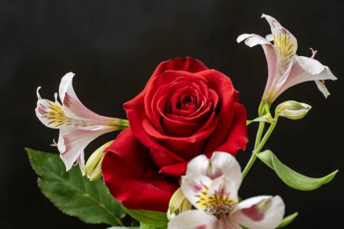 Siyah arkaplanda frezya ve gül çiçekleri