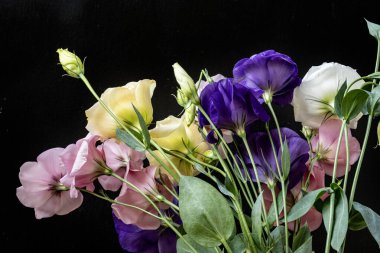 Siyah arkaplanda frezya ve gül çiçekleri