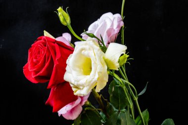 Siyah arkaplanda frezya ve gül çiçekleri
