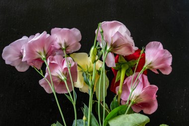 Siyah arkaplanda frezya ve gül çiçekleri