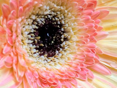 Siyah arka planda güzel Gerbera çiçeği