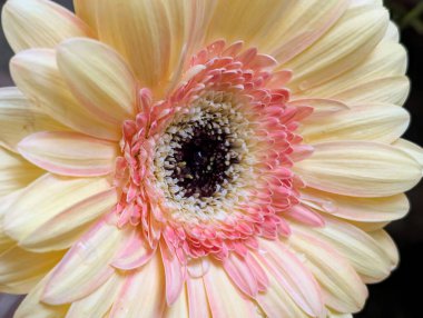 Siyah arka planda güzel Gerbera çiçeği