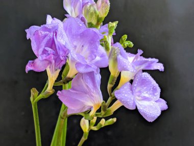 siyah arkaplanda mor Frezya çiçekleri