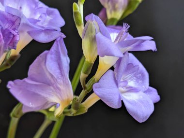 mor frezya çiçekleri siyah üzerine yakın çekim