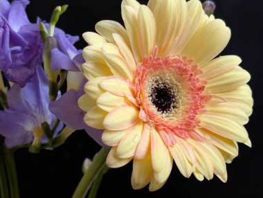 Koyu arkaplanda güzel frezya ve gerbera çiçekleri, yaz konsepti, yakın görüş