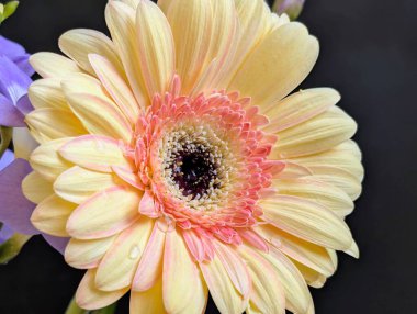 Yapraklı güzel pembe gerbera çiçeği