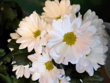 Bahçedeki güzel kasımpatı çiçekleri