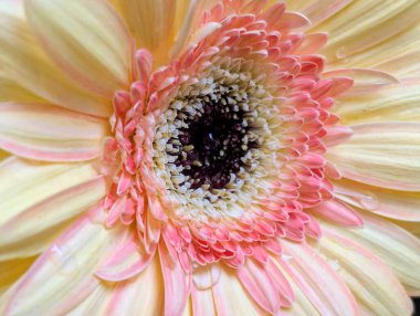 Yapraklı güzel pembe gerbera çiçeği