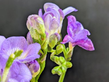 Siyah arkaplanda güzel mor frezya çiçekleri