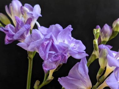 Siyah arkaplanda güzel mor frezya çiçekleri