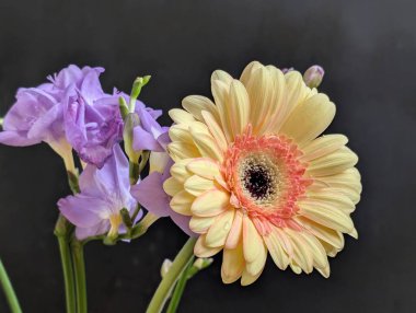 Gerbera ve frezya çiçekleri siyah üzerine