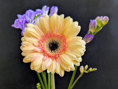 Gerbera ve frezya çiçekleri siyah üzerine