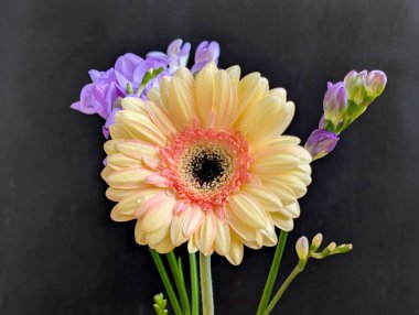 Gerbera ve frezya çiçekleri siyah üzerine